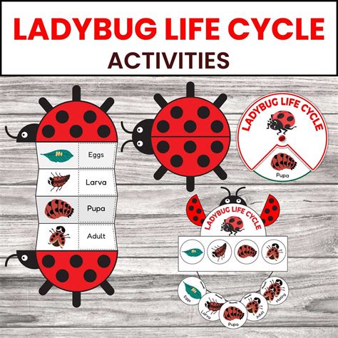 Ladybug Life Cycle Activities | Homeschool Printable | Foldable Science ...