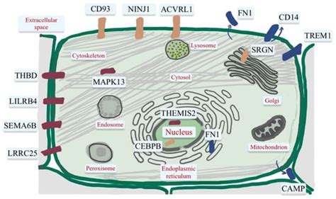 An Update on the Effects of Vitamin D on the Immune System and ...