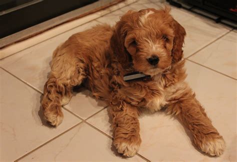 Image result for Standard Cockapoo