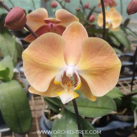Buy Phalaenopsis Orchids Online India | Moth Orchid Colors Flower ...