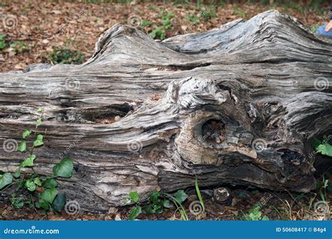 Image result for Old Fallen Tree Trunk