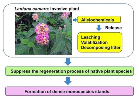 Allelopathy of Lantana camara as an Invasive Plant