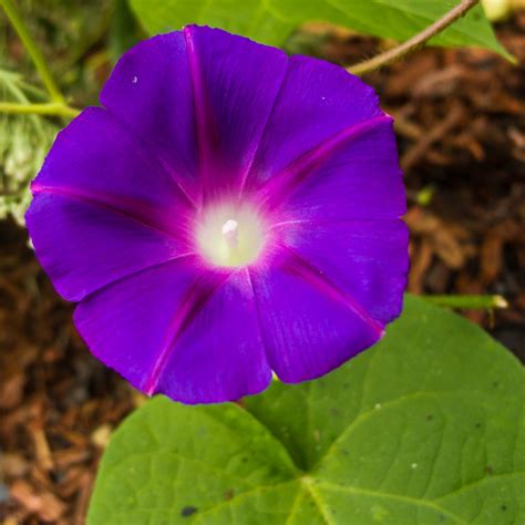 Collection 94+ Pictures Morning Glories Flowers Pictures Sharp
