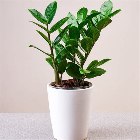 Indoor Plants - 25 Indoor Plants for Home Decor Online | Nestasia