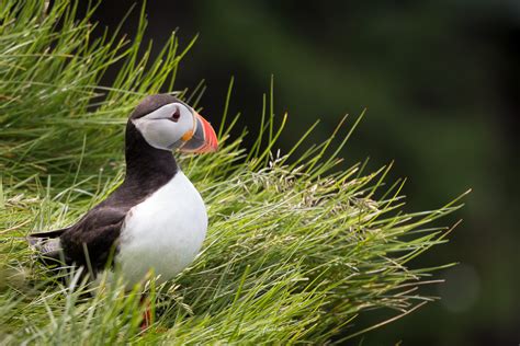 Puffin