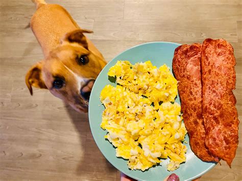 Are Dogs Allowed To Eat Bacon