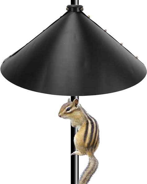 Image result for Squirrel Protector