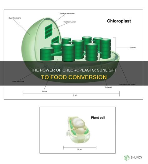 The Power Of Chloroplasts: Sunlight To Food Conversion | ShunCy