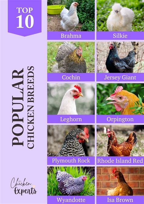 The HENcyclopedia Is Here! Experts Define Hens & Chickens For You! 😍 ...