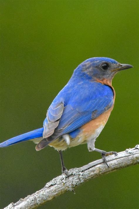 Birds Painting On Rocks 的图像结果