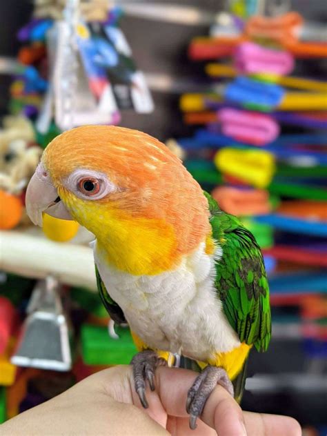 White Belly Caique Baby
