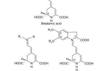 Co-relate. dark pink:: Betalains. yellow :: - Brainly.in