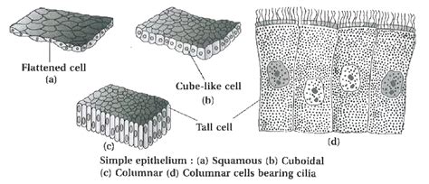 Write a detailed note on Epithelial tissue giving types of animal tissue.