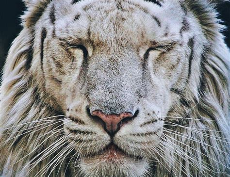 Image result for Secret Window House