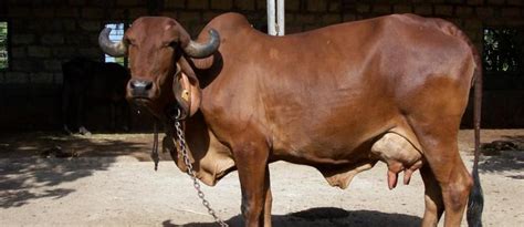 Dairy Knowledge Portal | An Initiative by National Dairy Development Board