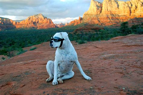 Paws Up! Your Guide To A Pet Friendly Sedona Getaway | Mountain Modern ...