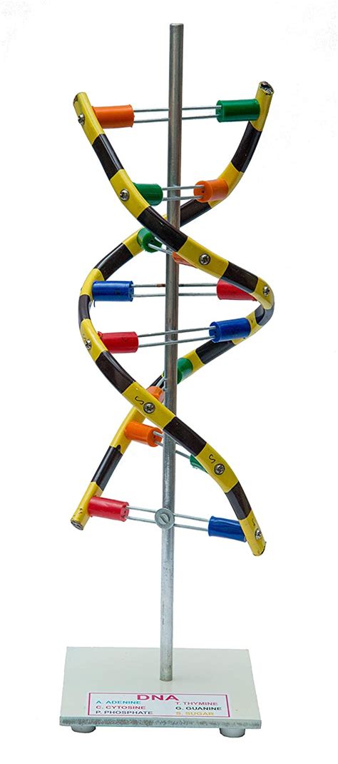 Buy JUNIOR SCIENTIST DNA Model ON Stand- Demonstration Project ...