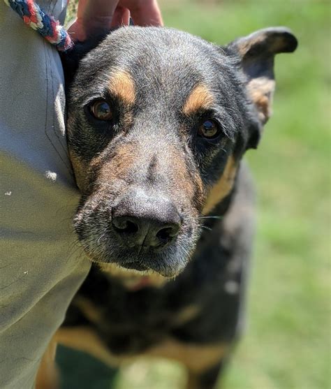 About Us — Thomasville Humane