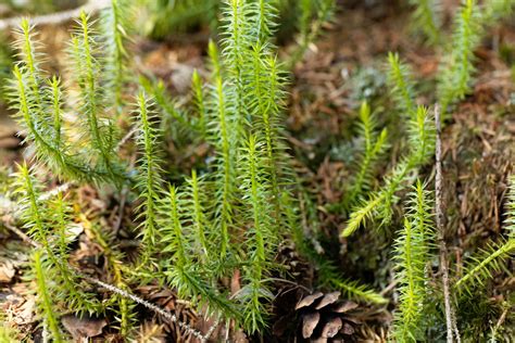 Plant reproductive system - Mosses, Gametophytes, Sporophytes | Britannica