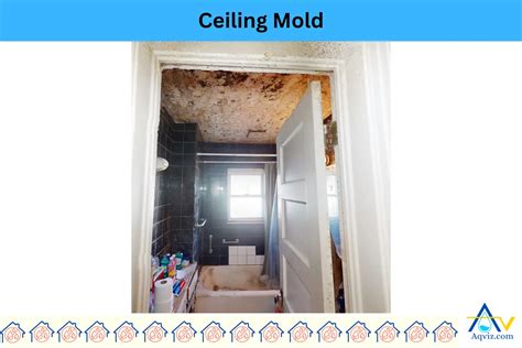 Ceiling Mold: Types, Problems, and Removal