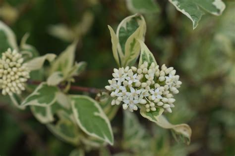 Variegated Dogwood Shrub