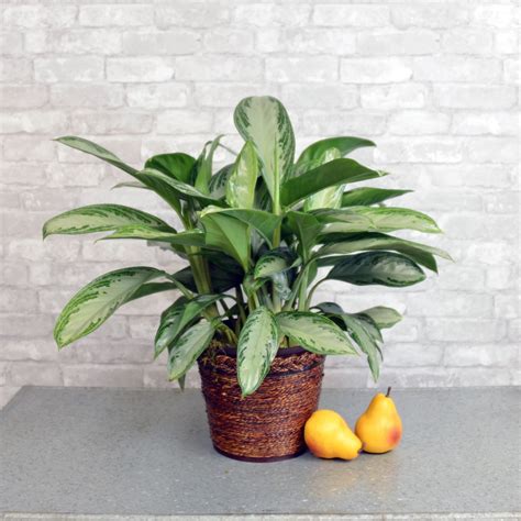 Best Indoor Houseplants For Low Light at Eva Mowery blog