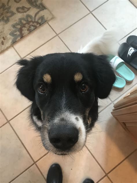 I am in need of some calming techniques for this one. | Calming ...