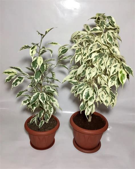 Image result for Planting Rubber Tree