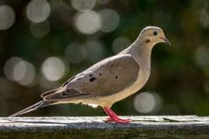 Dove Symbolism: The Spiritual Meaning Of This Iconic Bird