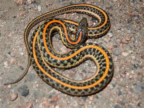 Image result for A Snake Using a Computer