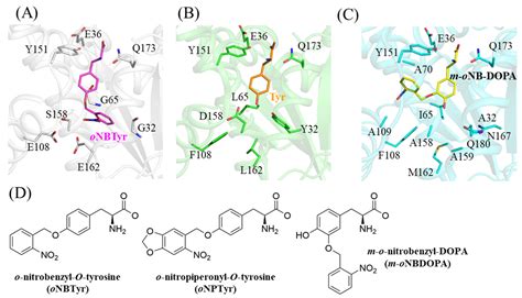 Crystal Structure of an Archaeal Tyrosyl-tRNA Synthetase Bound to ...