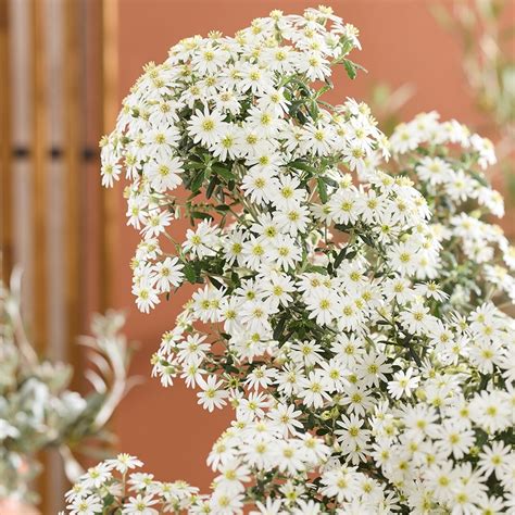 Buy daisy bush Olearia phlogopappa 'Spring Bling (PBR)': Delivery by ...