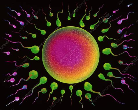 Image result for fertilisation