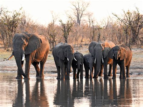 Group Of Elephants