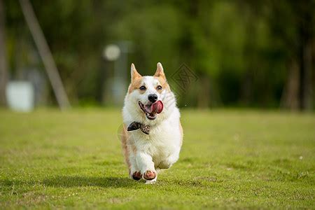 在草地上奔跑的狗狗图片_两只在草地上奔跑的狗狗素材_高清图片_摄影照片_寻图免费打包下载