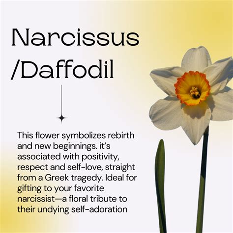 A flower a day | Narcissus, Daffodils, Flower meanings