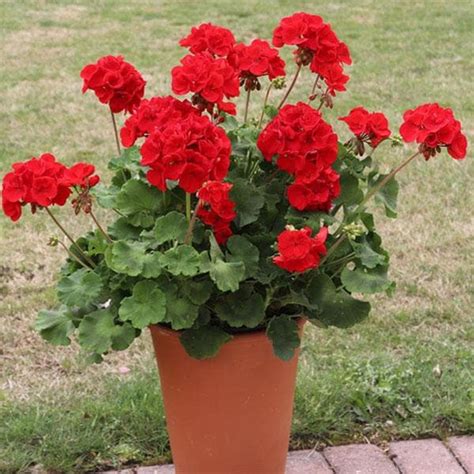 Buy Geranium Plants online from Nurserylive at lowest price.
