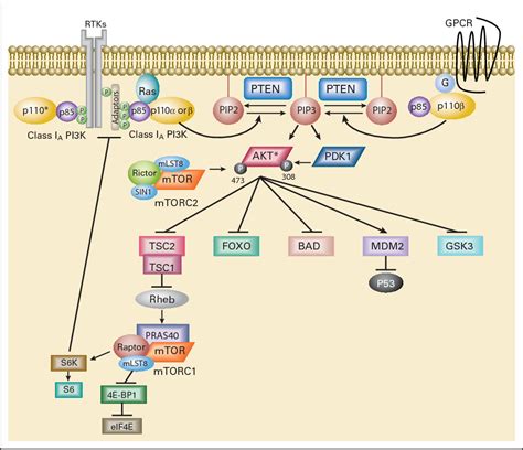 Image result for PI3K Pathway