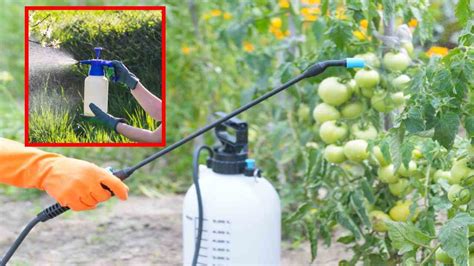 Pests In The Garden : పెరటితోటలో మొక్కల చీడపీడల నివారణకు ఇంట్లోనే ...