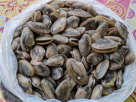 Image result for Harga Clampshell