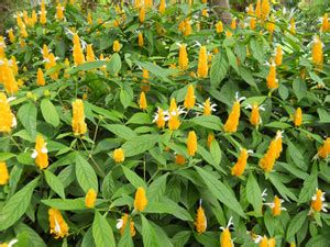 Kapebonavista pachystachys Lutea plant, it is a plant not a seed Seed ...
