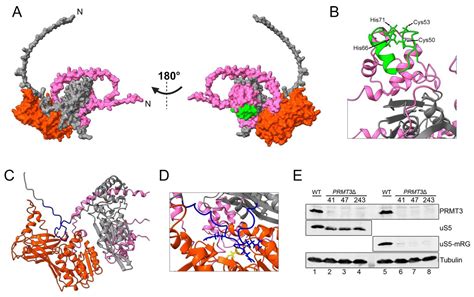 Ribosomal Protein uS5 and Friends: Protein–Protein Interactions ...