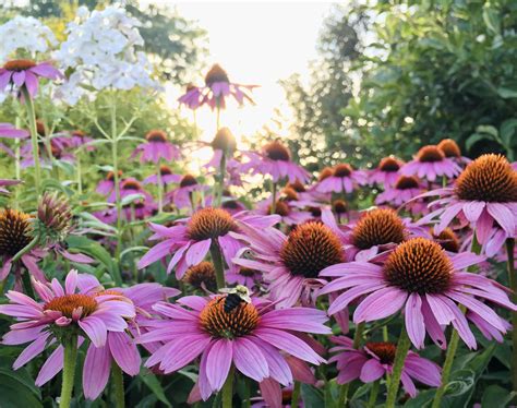 Plants That Attract Honey Bees 22 Best Flowers To Attract Bees Ideas