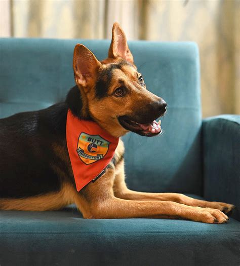 Butt Inspector Bandana | Cotton Dog Bandanas – Mutt of Course