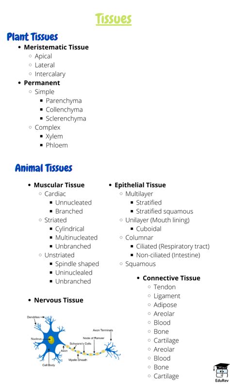 Mindmap: Tissues - Science Class 9 PDF Download
