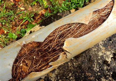 Removing Roots From Drain Pipes | AHS