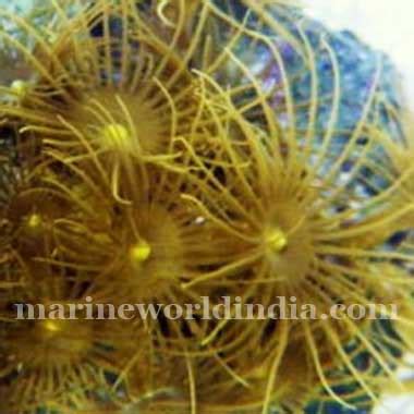 marine reef aquarium setup | salt water aquarium manufacturer ...