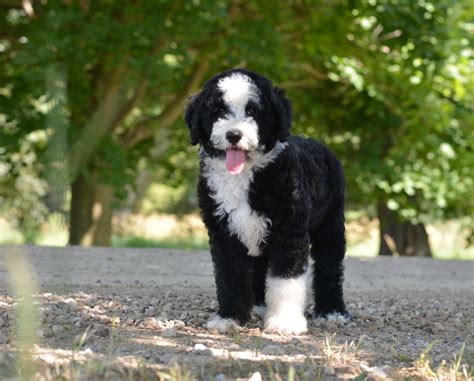Black And White Goldendoodle
