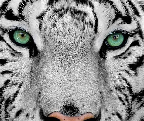 Tiger Eyes Wallpapers - Top Free Tiger Eyes Backgrounds - WallpaperAccess