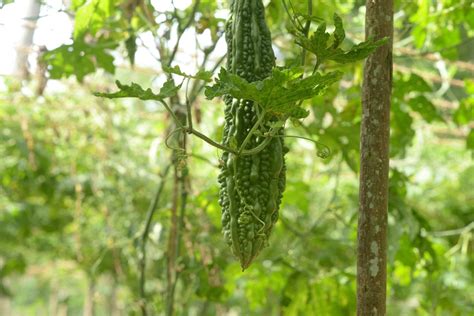 Bitter Gourd Diseases: Causes, Symptoms & Control Measures | BigHaat